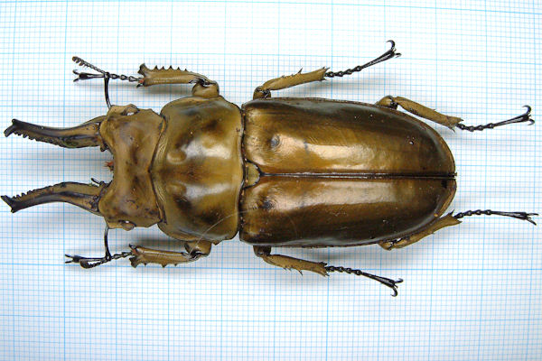 75mmモセリオウゴンオニクワガタ Allotopus 昆虫標本 - メルカリ