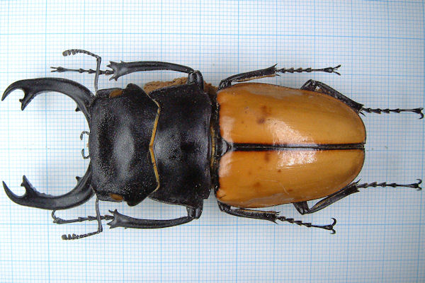 Very big Odontolabis latipennis 68mm Odontolabis latipennis big