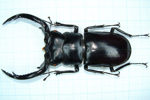 オオシカクワガタ